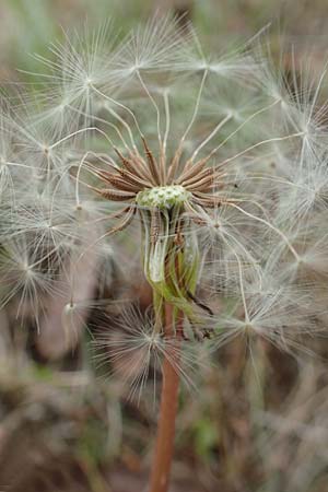 Taraxacum tortilobum \ Gedrehtlappiger Lwenzahn / Twisted-Lobed Dandelion, D Viernheim 9.5.2016