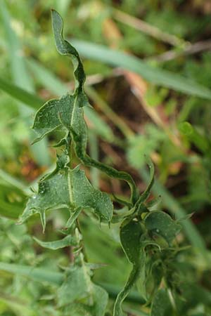 Taraxacum tortilobum \ Gedrehtlappiger Lwenzahn / Twisted-Lobed Dandelion, D Kleinwallstadt am Main 8.4.2017