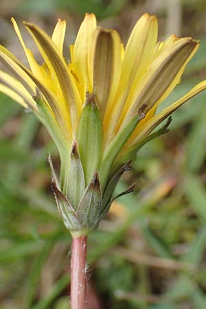 Taraxacum tortilobum / Twisted-Lobed Dandelion, D Kleinwallstadt am Main 8.4.2017