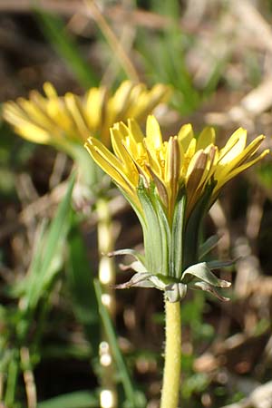 Taraxacum sect. Erythrosperma \ Schwielen-Lwenzahn, Heide-Lwenzahn, D Werbach 8.4.2017