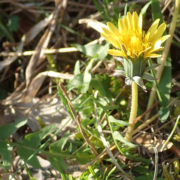 Taraxacum plumbeum ? \ Frnkischer Schwielen-Lwenzahn / Franconian Lesser Dandelion, D Werbach 8.4.2017