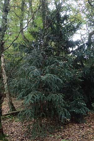 Taxus baccata / Yew, D Mülheim (Ruhr) - Saarn 28.9.2017