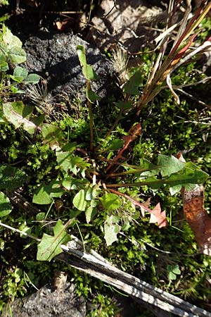 Taraxacum sect. Ruderalia \ Gewhnlicher Lwenzahn, Kuhblume, D Weinheim an der Bergstraße 14.10.2017