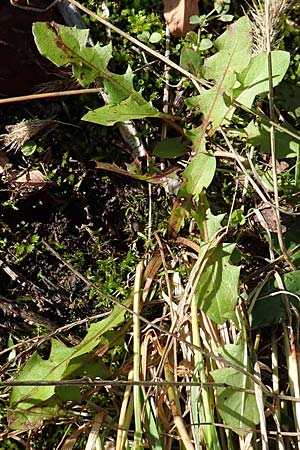 Taraxacum sect. Ruderalia \ Gewhnlicher Lwenzahn, Kuhblume, D Weinheim an der Bergstraße 14.10.2017