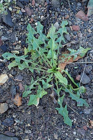 Taraxacum sect. Ruderalia \ Gewhnlicher Lwenzahn, Kuhblume / Dandelion, D Weinheim an der Bergstraße 14.10.2017