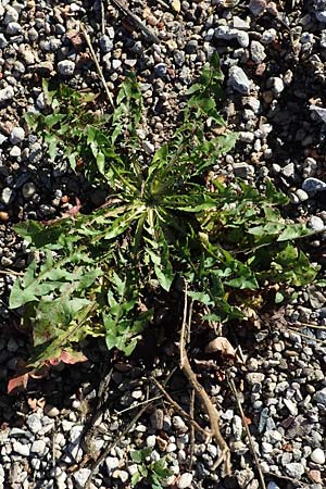 Taraxacum sect. Ruderalia \ Gewhnlicher Lwenzahn, Kuhblume / Dandelion, D Weinheim an der Bergstraße 14.10.2017