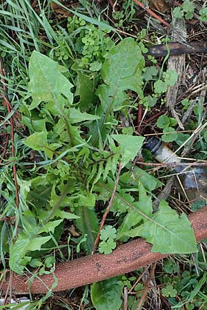 Taraxacum sect. Ruderalia \ Gewhnlicher Lwenzahn, Kuhblume / Dandelion, D Weinheim an der Bergstraße 14.10.2017