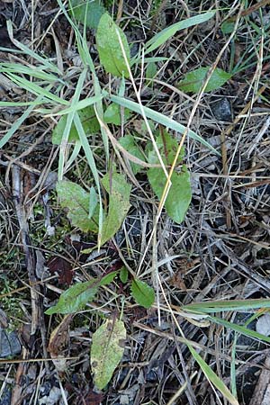 Taraxacum sect. Ruderalia / Dandelion, D Weinheim an der Bergstraße 14.10.2017