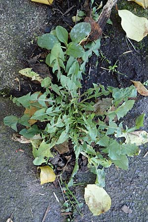 Taraxacum sect. Ruderalia \ Gewhnlicher Lwenzahn, Kuhblume, D Weinheim an der Bergstraße 14.10.2017