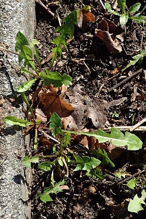 Taraxacum sect. Ruderalia \ Gewhnlicher Lwenzahn, Kuhblume, D Weinheim an der Bergstraße 14.10.2017