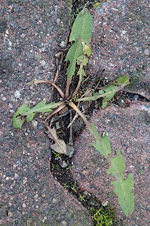 Taraxacum sect. Ruderalia / Dandelion, D Weinheim an der Bergstraße 14.10.2017