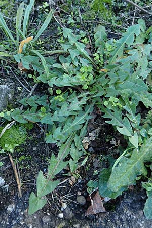 Taraxacum sect. Ruderalia / Dandelion, D Weinheim an der Bergstraße 14.10.2017