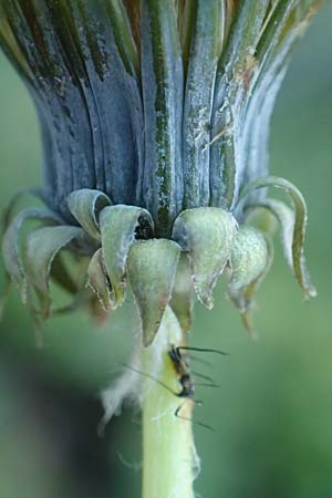 Taraxacum sect. Ruderalia \ Gewhnlicher Lwenzahn, Kuhblume, D Weinheim an der Bergstraße 14.10.2017