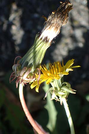 Taraxacum sect. Ruderalia \ Gewhnlicher Lwenzahn, Kuhblume / Dandelion, D Weinheim an der Bergstraße 14.10.2017