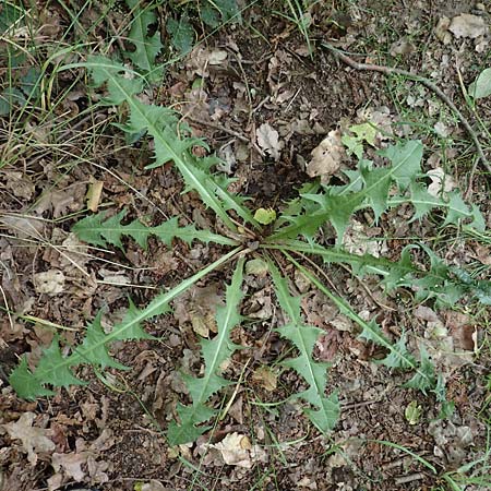 Taraxacum specG ? \ Lwenzahn, D Westerwald, Hasselbach 8.6.2020