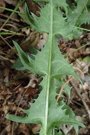 Taraxacum specG ? / Dandelion, D Westerwald, Hasselbach 8.6.2020