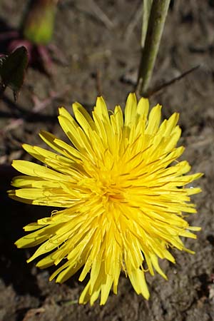 Taraxacum spec7 ? / Dandelion, D Schutterwald 27.4.2021