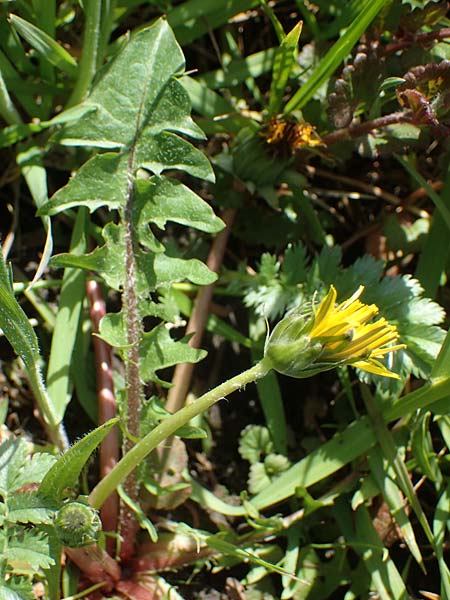 Taraxacum specH ? \ Lwenzahn / Dandelion, D Schutterwald 27.4.2021