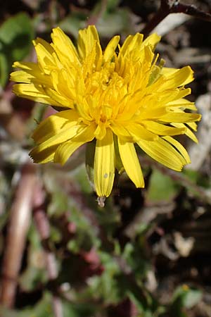 Taraxacum specH ? \ Lwenzahn / Dandelion, D Neuried-Altenheim 27.4.2021