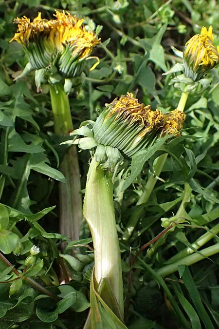 Taraxacum specJ ? / Lesser Dandelion, D Mannheim 26.3.2024