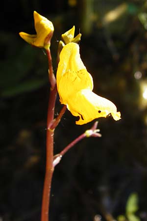 Utricularia neglecta \ Verkannter Wasserschlauch / Bladderwort, D Altlussheim 1.7.2015