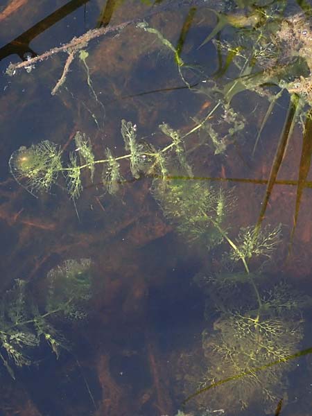 Utricularia neglecta \ Verkannter Wasserschlauch / Bladderwort, D Elmpt 6.9.2021