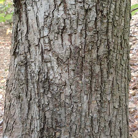 Ulmus glabra \ Berg-Ulme / Elm, D Alsbach 27.10.2018