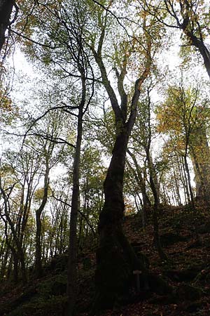 Ulmus glabra / Elm, D Odenwald, Katzenbuckel 25.10.2019