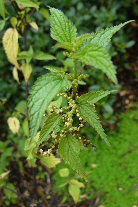 Urtica kioviensis \ Rhricht-Brenn-Nessel, Ukrainische Brenn-Nessel, D Botan. Gar.  Universit.  Mainz 13.9.2008