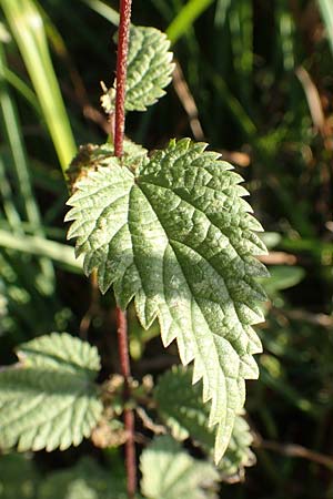 Urtica kioviensis \ Rhricht-Brenn-Nessel, Ukrainische Brenn-Nessel, D Berlin-Charlottenburg 30.10.2017