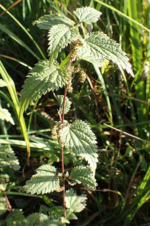 Urtica kioviensis \ Rhricht-Brenn-Nessel, Ukrainische Brenn-Nessel, D Berlin-Charlottenburg 30.10.2017