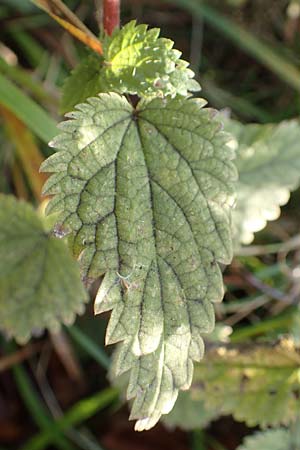 Urtica kioviensis \ Rhricht-Brenn-Nessel, Ukrainische Brenn-Nessel, D Berlin-Charlottenburg 30.10.2017