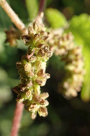 Urtica kioviensis \ Rhricht-Brenn-Nessel, Ukrainische Brenn-Nessel / Kievan Nettle, D Berlin-Charlottenburg 30.10.2017