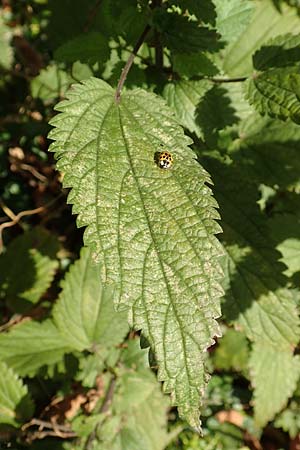 Urtica kioviensis \ Rhricht-Brenn-Nessel, Ukrainische Brenn-Nessel, D Berlin-Charlottenburg 30.10.2017