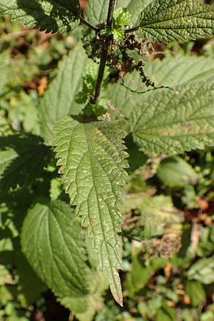 Urtica kioviensis \ Rhricht-Brenn-Nessel, Ukrainische Brenn-Nessel, D Berlin-Charlottenburg 30.10.2017