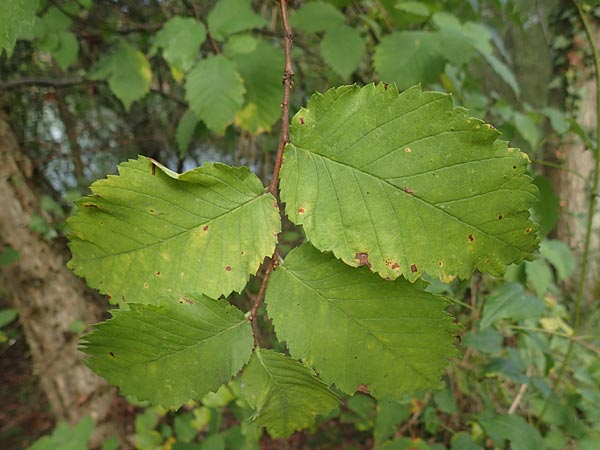 Ulmus laevis \ Flatter-Ulme / European White Elm, Russian Elm, D Ketsch 7.10.2015