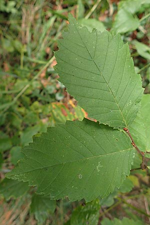 Ulmus laevis \ Flatter-Ulme / European White Elm, Russian Elm, D Ketsch 7.10.2015