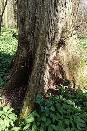 Ulmus laevis \ Flatter-Ulme, D Bensheim 7.4.2018