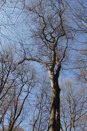 Ulmus laevis \ Flatter-Ulme / European White Elm, Russian Elm, D Bensheim 7.4.2018