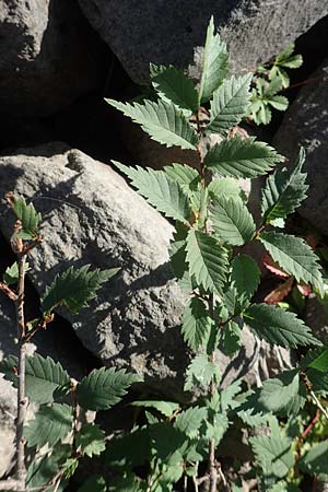 Ulmus laevis \ Flatter-Ulme / European White Elm, Russian Elm, D Sachsen-Anhalt, Havelberg 18.9.2020