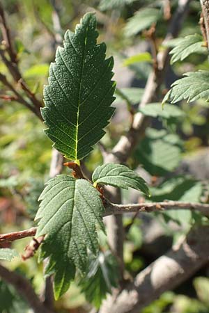 Ulmus laevis \ Flatter-Ulme / European White Elm, Russian Elm, D Sachsen-Anhalt, Havelberg 18.9.2020