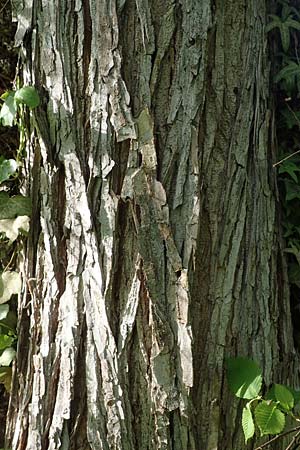 Ulmus laevis \ Flatter-Ulme / European White Elm, Russian Elm, D Mannheim 29.4.2021