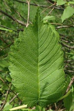 Ulmus laevis \ Flatter-Ulme / European White Elm, Russian Elm, D Mannheim 29.4.2021