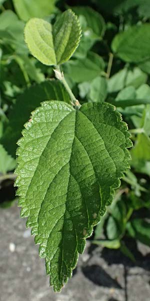 Celtis australis \ Europischer Zrgelbaum, Sdlicher Zrgelbaum / European Nettle Tree, D Mannheim 10.9.2023