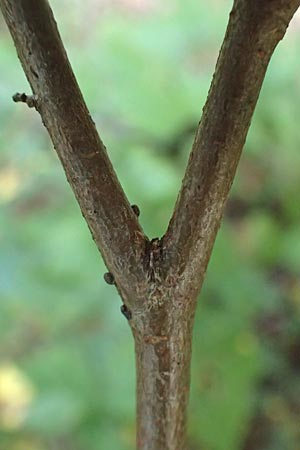 Ulmus minor \ Feld-Ulme / Small-Leaved Elm, D Ketsch 7.10.2015