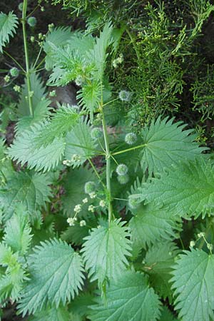 Urtica pilulifera \ Pillen-Brenn-Nessel / Roman Nettle, D Botan. Gar.  Universit.  Mainz 11.7.2009