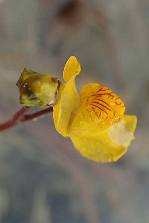 Utricularia neglecta \ Verkannter Wasserschlauch / Bladderwort, D Viernheim 8.8.2017