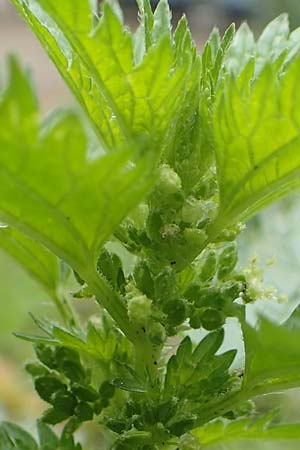 Urtica urens \ Kleine Brenn-Nessel / Small Nettle, D Mannheim 20.9.2015