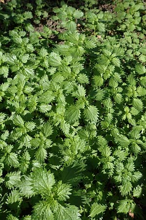 Urtica urens \ Kleine Brenn-Nessel, D Mannheim 15.9.2019