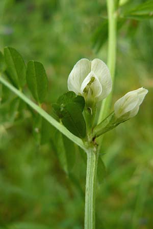 Vicia segetalis \ Korn-Wicke, Getreide-Wicke / Narrow-Leaved Common Vetch, D Erlenbach am Main 4.6.2016